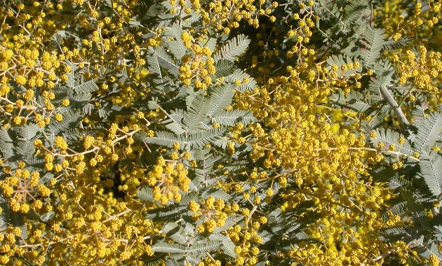 Research finds Australian wattle seeds have a ‘fire gauge’ and a ‘rain gauge’