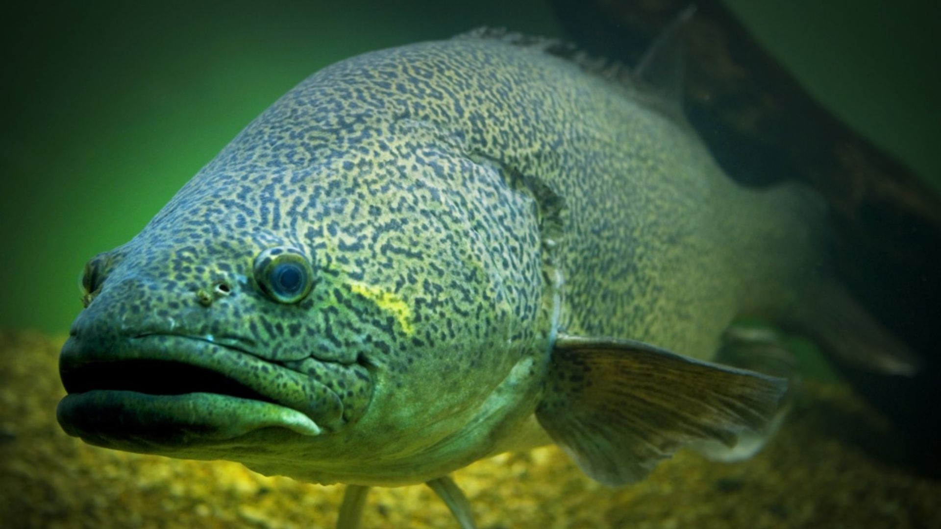 A year on from the Menindee fish kills, what's been done to avert another crisis? 