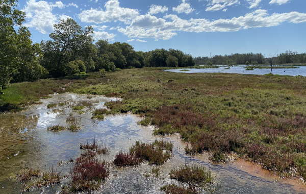 Hunter Estuary Wetland 