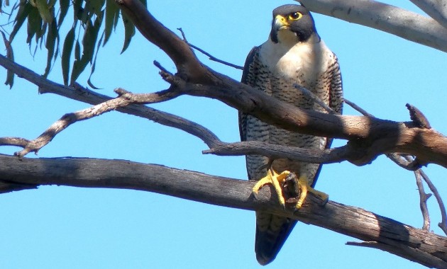 ‘Big brother’ bird show; hopes for three peregrine falcon eggs to hatch soon