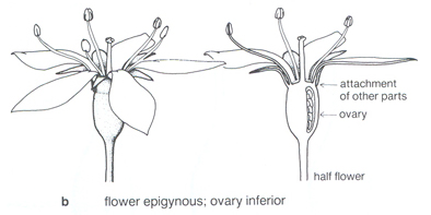 Cross section diagram of an Inferior Ovary