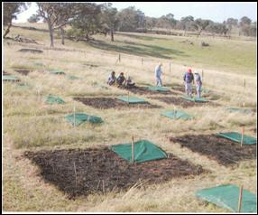 Grassy White Box Woodland restoration trials at 'WIndermere' on the Central Western Slopes. 