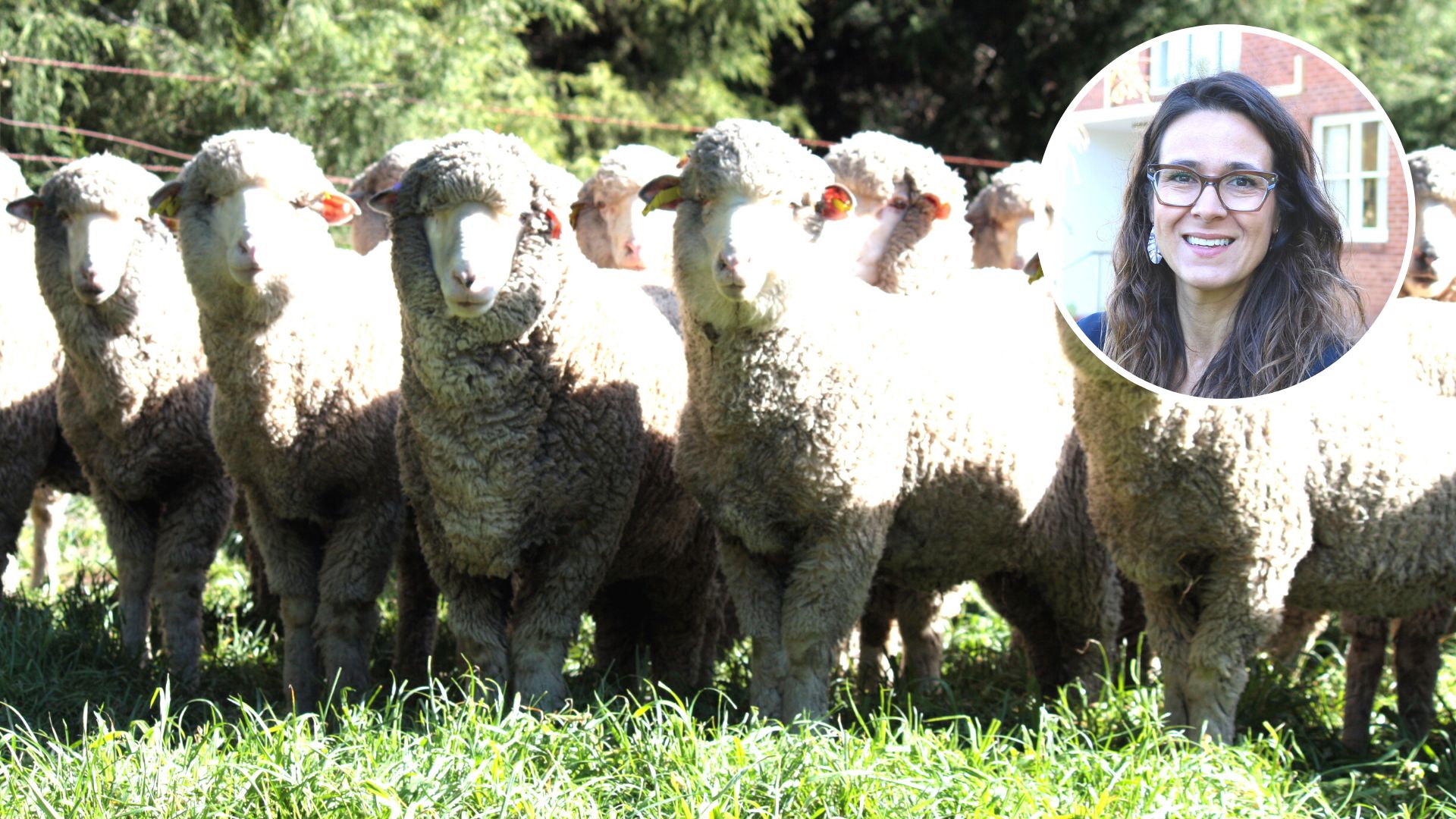 NSW sheep and goat producers urged to have their say on electronic identification