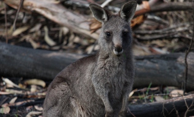 Surprisingly few animals die in wildfires – and that means we can help more in the aftermath 