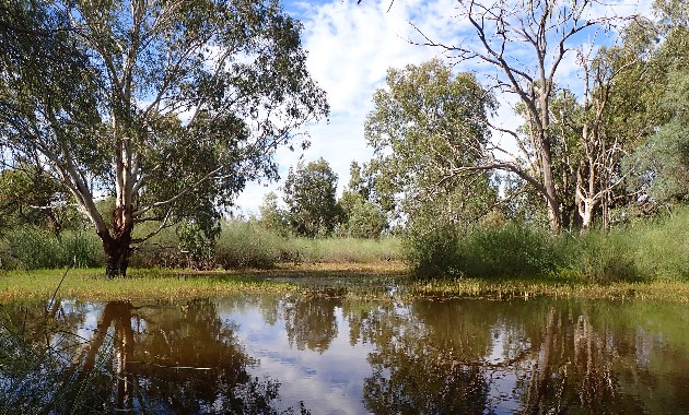 Research uncovers the sound of water along the Murrumbidgee 