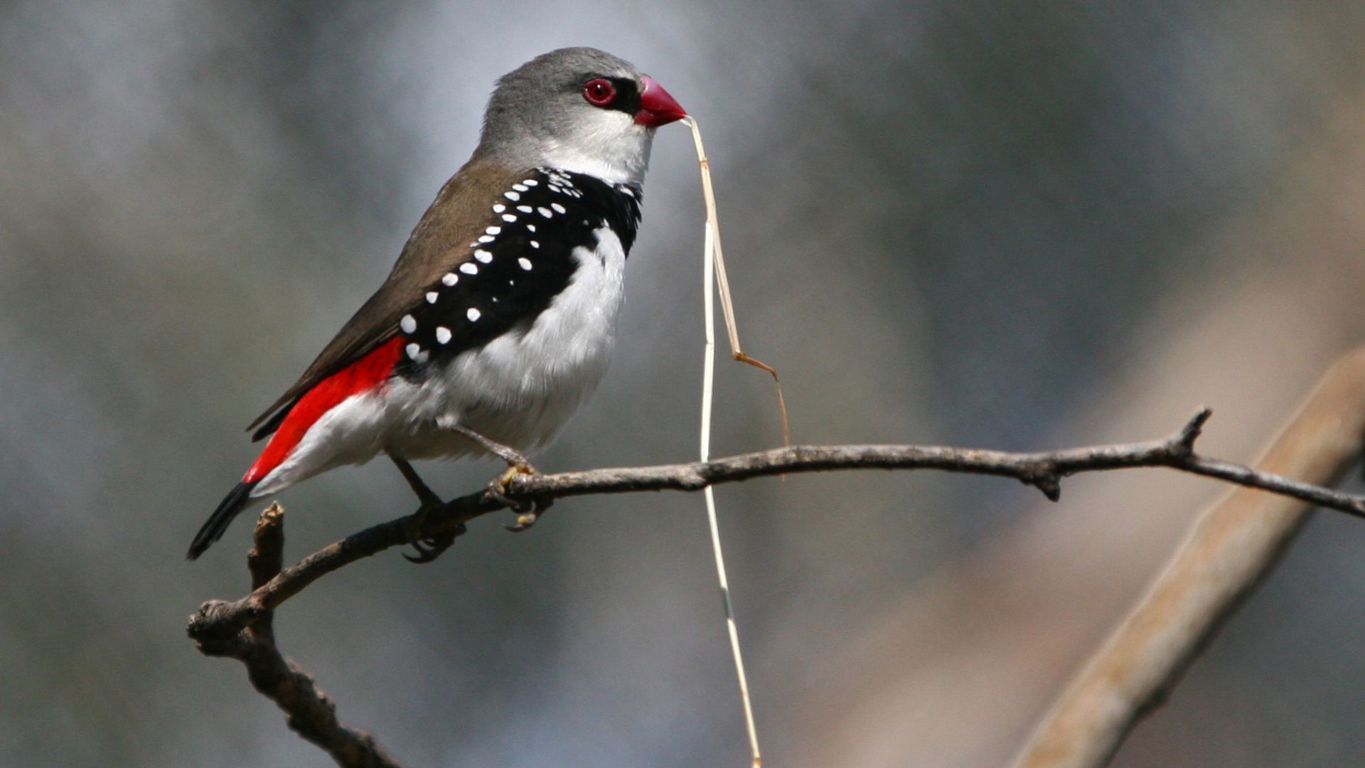 ‘Breakfast with the birds’ at Charles Sturt in Bathurst