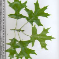 Simple Leaf - alternate