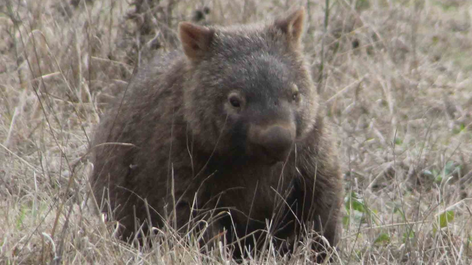 Research to help conserve wombat populations and minimise road accidents