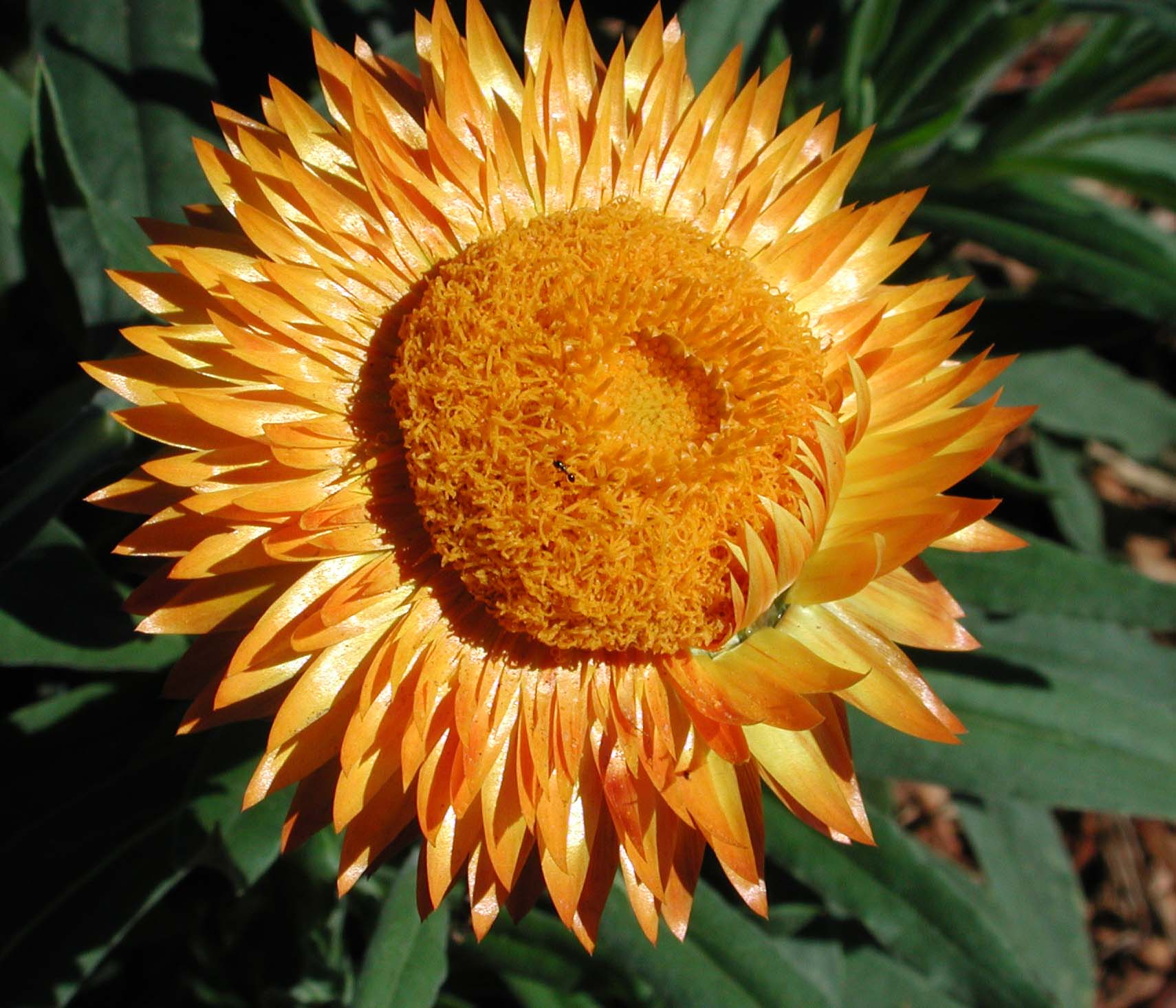 Example of a Daisy flower