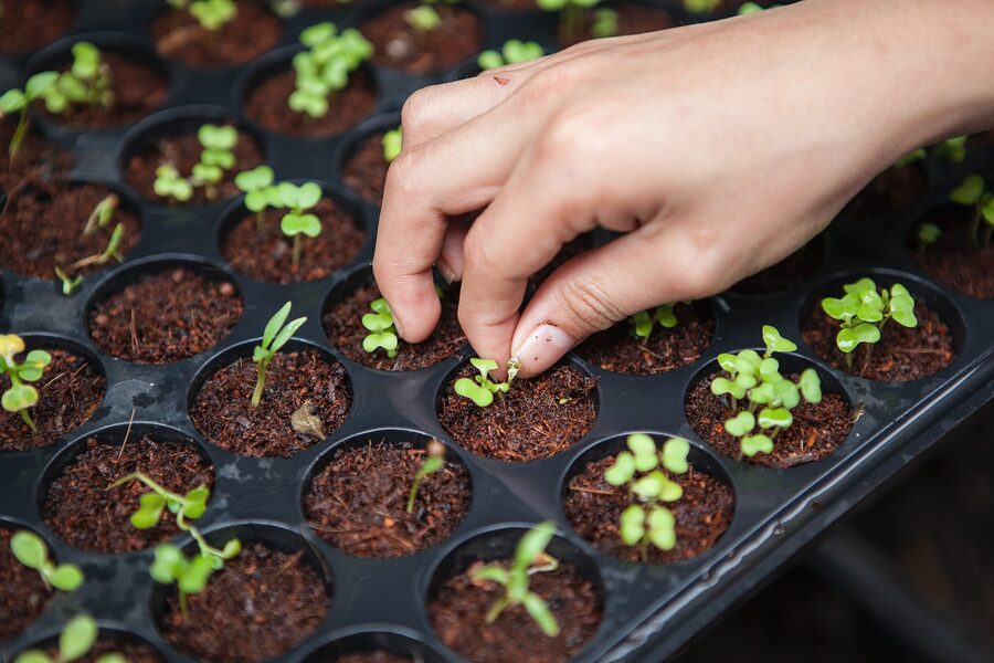 Person planting seedlings