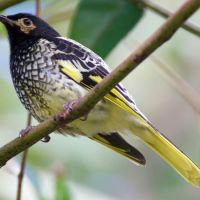 Regent Honeyeater (<em>Anthochaera phrygia</em>)  nationally endangered