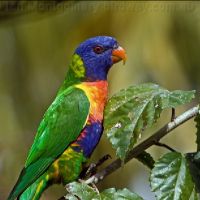 Rainbow lorikeet (<em>Trichoglossus moluccanus </em>) 