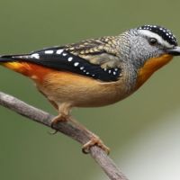 Spotted pardalote (<em>Pardalotus punctatus</em>)