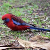 Crimson Rosella (<em>Platycercus elegans</em>)
