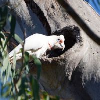 Long-billed Corella (<em>Cacatua tenuirostris</em>)