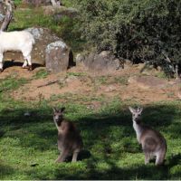 Infamous <em> Goataroo </em> (<em>Capra aegagrus hircus </em> introduced) with his mob of Eastern grey kangaroos (<em>Macropus giganteus </em>)