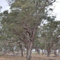 Inland Grey Box Woodland is an endangered ecological community.  Wiradjuri - murrung.