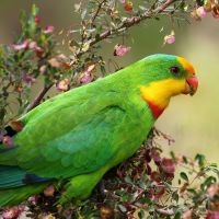 Superb parrot (<em> Polytelis swainsonii </em>) conservation status is vulnerable, Wiradjuri name Dhunganu