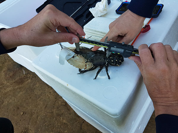 A rescued crayfish being measured before being released