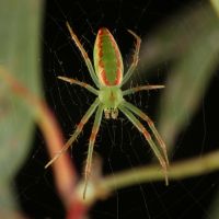 Slender Green Orb-weaver (Araneus talipedatus)