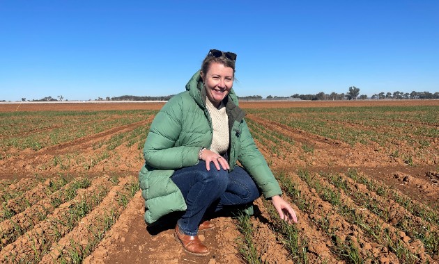 Frost research to assist with $360 million annual loss of wheat production