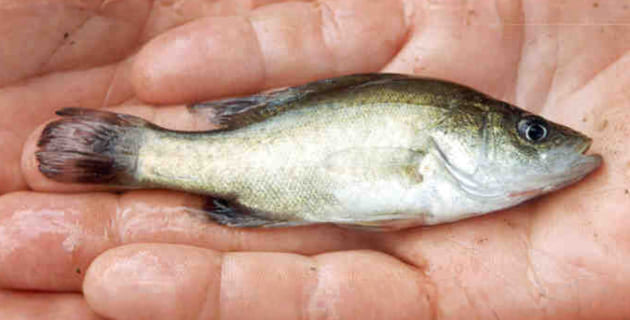 Mapping fish migrations to revive our rivers