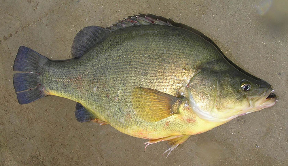 Golden perch