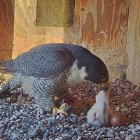 Diamond feeding 4 day old nestling