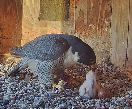 Diamond feeding nestling