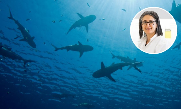 Four shark bites in 48 hours: how what we do on land may shape shark behaviour 