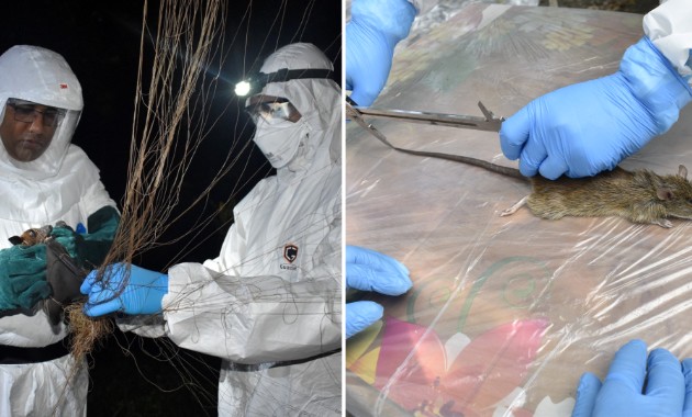 Hantavirus research explores spillover of diseases between wildlife, livestock and humans