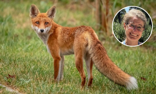 Deciphering the ‘hidden language’ in fox urine the key to managing invasive predators 