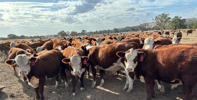 Trusted advice helping livestock producers build drought resilience