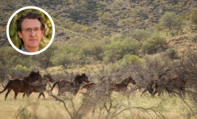 A court will decide the future of Yuraygir feral horses. That matters for native plants and animals