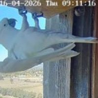 Sulphur-crested Cockatoo box visitor 