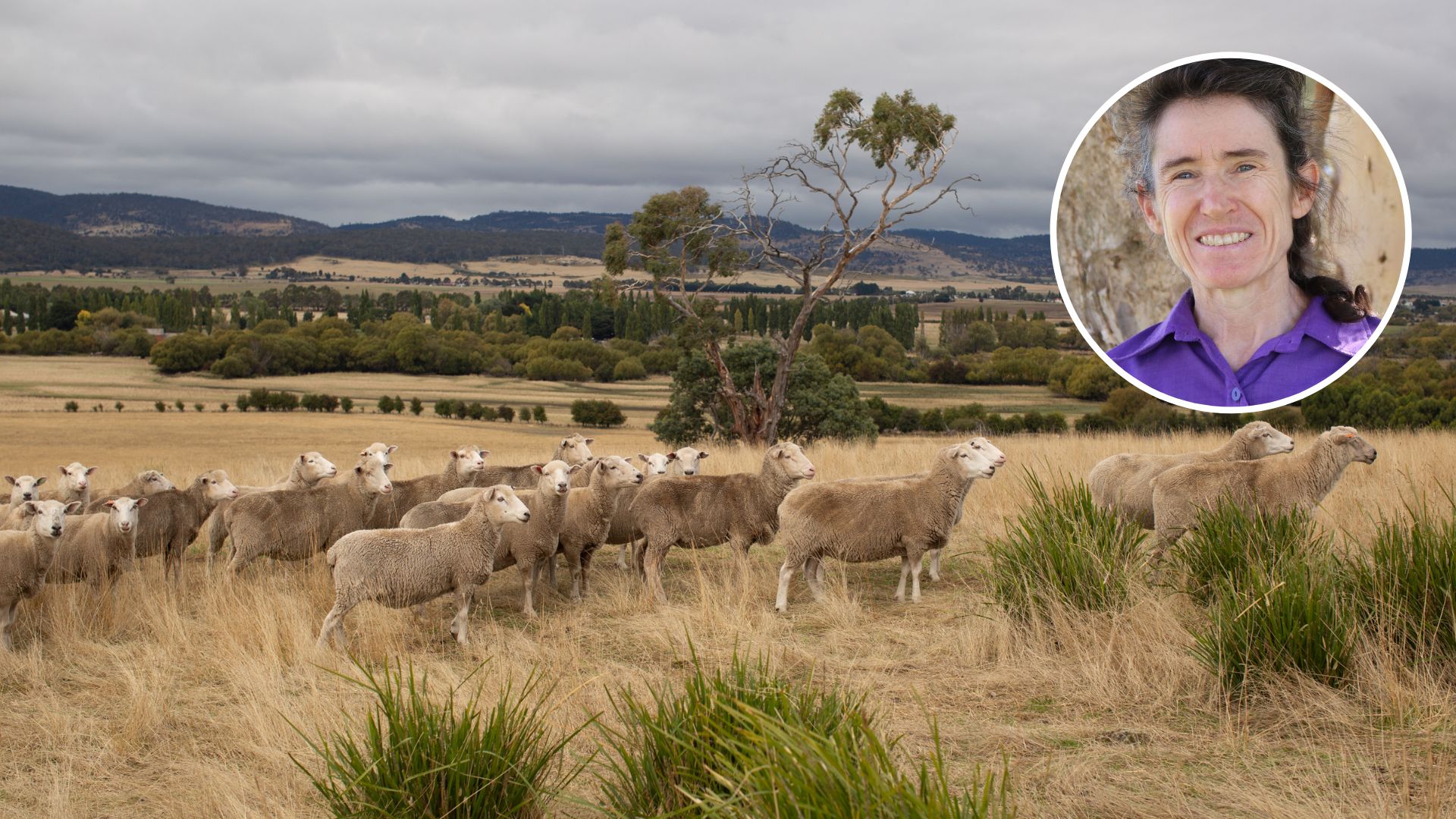 New research helps sheep producers make smarter drought decisions 