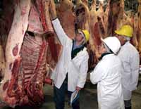Fourth year veterinary science student Mr Richard Sanders (left) at Cargill Beef in Wagga Wagga during a training day for animal science and production students at CSU. 