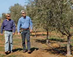 CSU’s Richard Early (left) and David Thompson in the University’s Experimental Olive Grove.