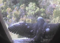 Fledging falcon preparing to fly
