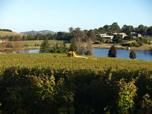 Harvesting grapes at CSU in Orange