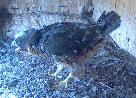 Peregrine falcon fledgling Snow is preparing for its maiden flight at CSU in Orange.