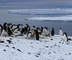 Adelie penguin rookery, Ross Island. Courtesy M. Massaro