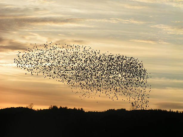 birds flocking