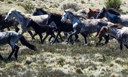 Brumbies in Alps