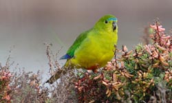 Orange Bellied Parrot 