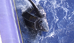 Turtle bycatch