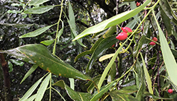 Mistletoe fruit in macadamias 250