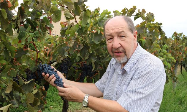 CSU Research: Measuring bunch rot impact on wine quality