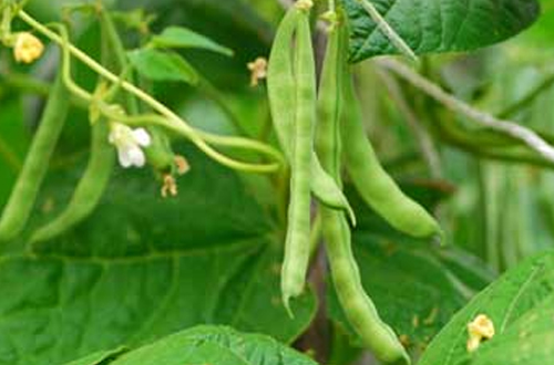 Bean - phaseolus vulgaris