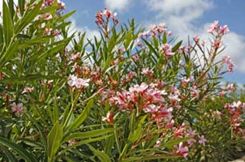 Oleander or Rose Laurel - nerium oleander